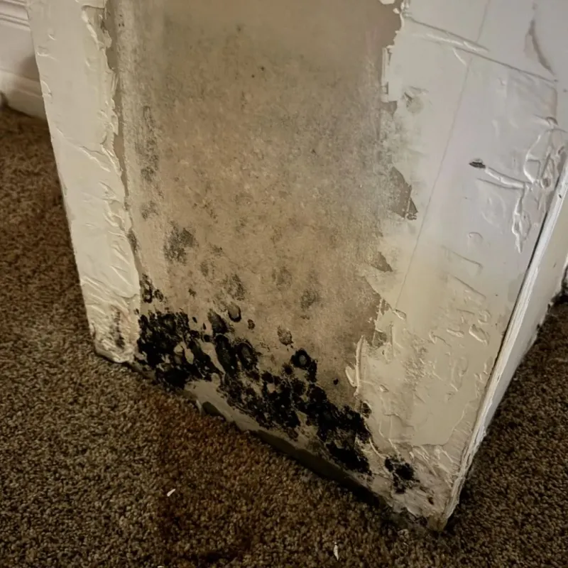 Professional Mold Removal in Hampden Sydney, VA